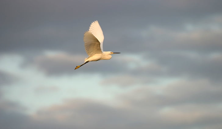 snowy egret, volare, uccello, fauna selvatica, di volo, natura, Waterbird