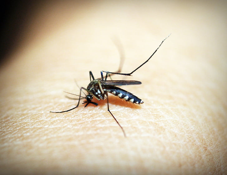 moustique, paludisme, moucheron, morsure, insecte, sang, douleur