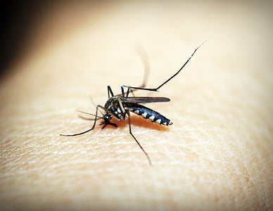 蚊, マラリア, ブヨ, かみ傷, 昆虫, 血, 痛み