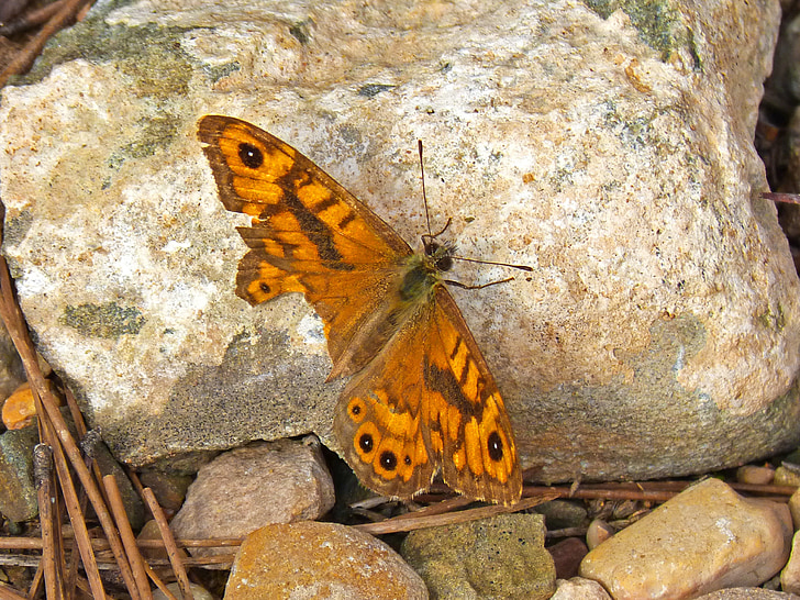 Monarch butterfly, oranža, detalizēti, akmens, makro
