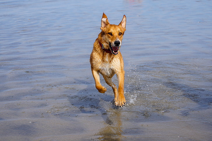 куче, тичане, вода, домашен любимец, животните, Щастлив, куче тичане