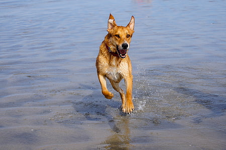 dog, running, water, pet, animal, happy, dog running