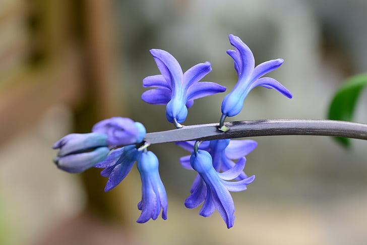 hiacintas, mėlyna, hyacinthus, gėlė, lemputė, pavasarį, detalus vaizdas