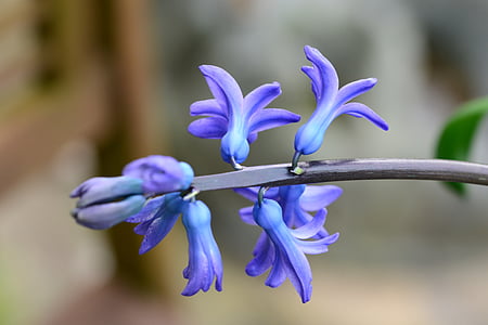 hyacint, blå, Hyakinthos, blomma, glödlampa, våren, närbild