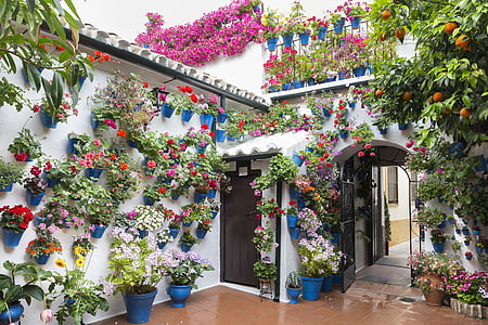 patios de córdoba, lọ hoa, màu xanh lá cây, Cordoba, Tây Ban Nha, Hoa, Hoa