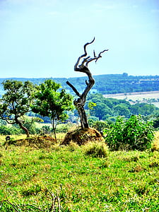cerrado, 삼림 벌채, 고이아스, 고이아니아, 브라질, 브라질 cerrado, 멸종