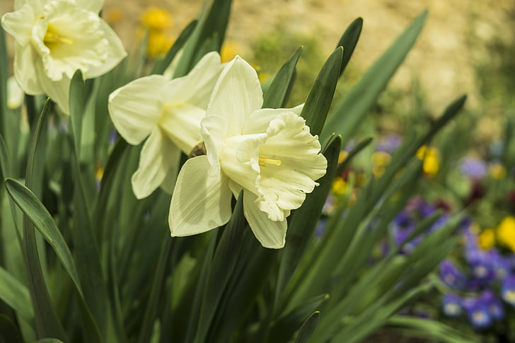 Daffodils, Narcissus, musim semi, bunga, Tutup, Blossom, mekar