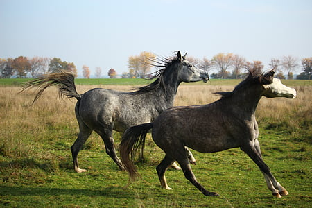 cavall, motlle, pura sang àrab, mare, les pastures, cabellera, natura