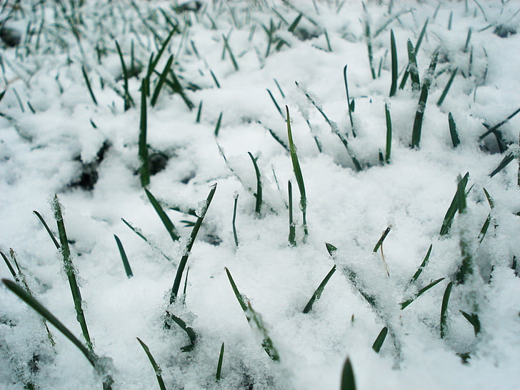 gras, sneeuw, groen, bevroren, Frost, lente, winter