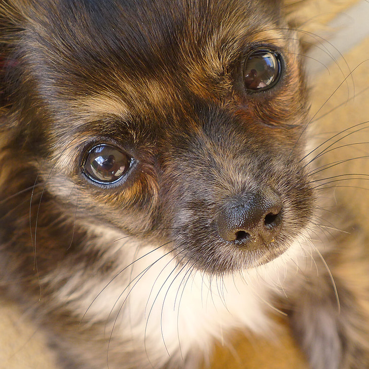 valp hund ögon, ögon, Söt, bedårande, oemotståndlig, Chihuahua, lurviga