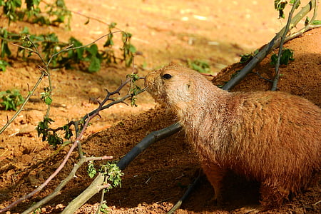 cynomys ludovicianus, cynomys, prairie dogs, rodent, zoo