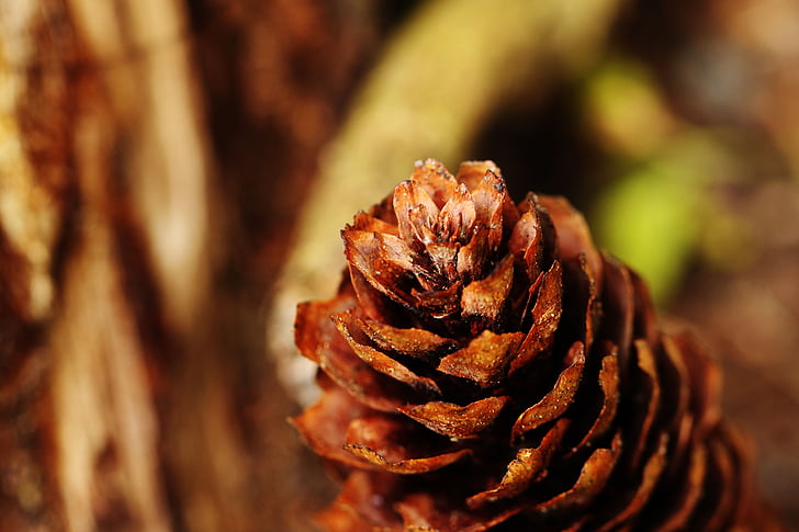 pinecone, macro, natura