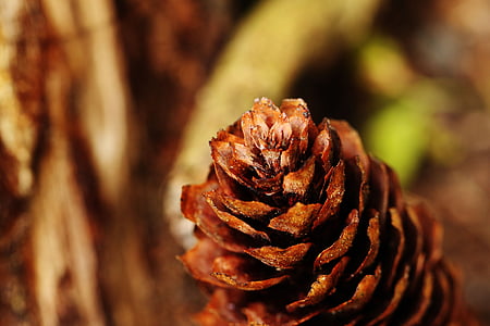 pinecone, makro, natur