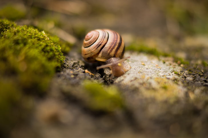 selective, photo, brown, snail, slug, one animal, animal themes