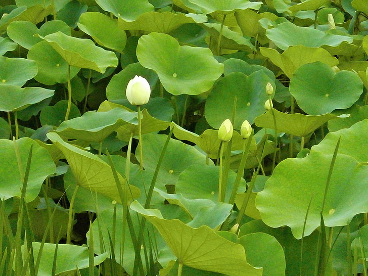 Lotus, Lotusblatt, Knospe, Wasserpflanze, Teich