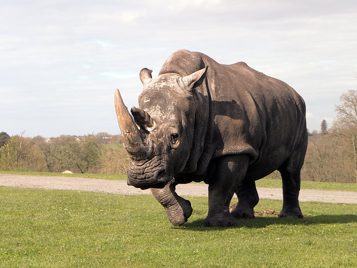 Rhinoceros, Rhino, eläinten, Safari, valkoinen rhino, Zoo, Wildlife