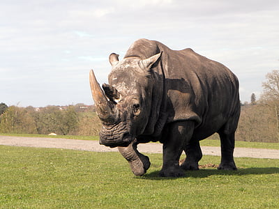 코뿔소, 코뿔소, 동물, 사파리, 백색 코뿔소, 동물원, 야생 동물