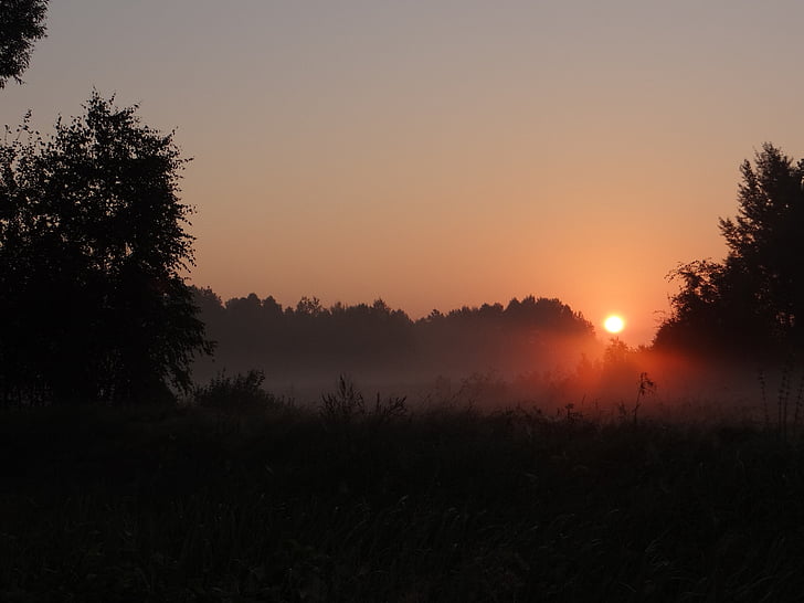 dawn, the sun, the fog, meadow