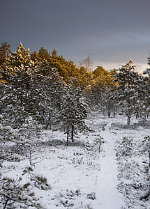 ป่าพรุ, ฤดูหนาว, ตอนเย็น, หิมะ, เส้นทาง, duckboards, กิ่งไม้