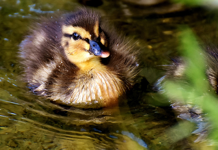 Yaban ördeği, civciv, Bebek, yüzmek, küçük, şirin, tatlı