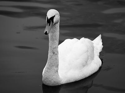 Cisne, preto e branco, natureza, elegância, graça, Lago, vida selvagem