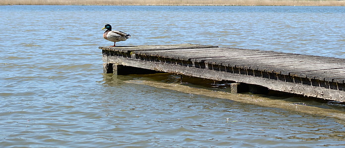 boardwalk, water, lake, duck, nature, waters, pier
