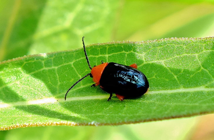 glänzende Flea beetle, Käfer, Fehler, Insekt, Kreatur, fliegende Insekten, geflügelte Insekt