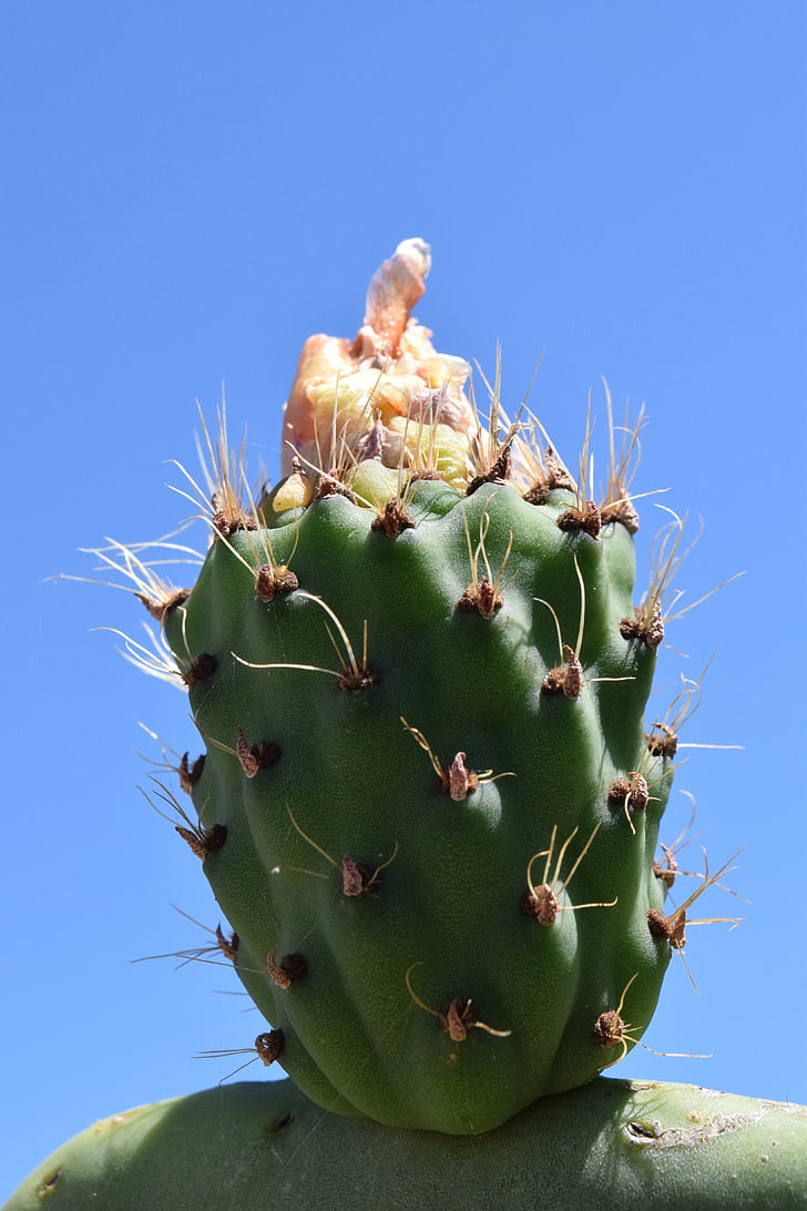 Cactus, prickly pear, cactus broeikasgassen, stekelig, plant, Cactaceae, Spur