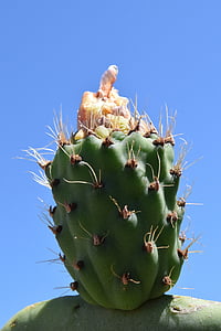 Kaktuss, prickly bumbieru, Kaktuss siltumnīcefekta, raupjajiem, augu, Cactaceae, piesis