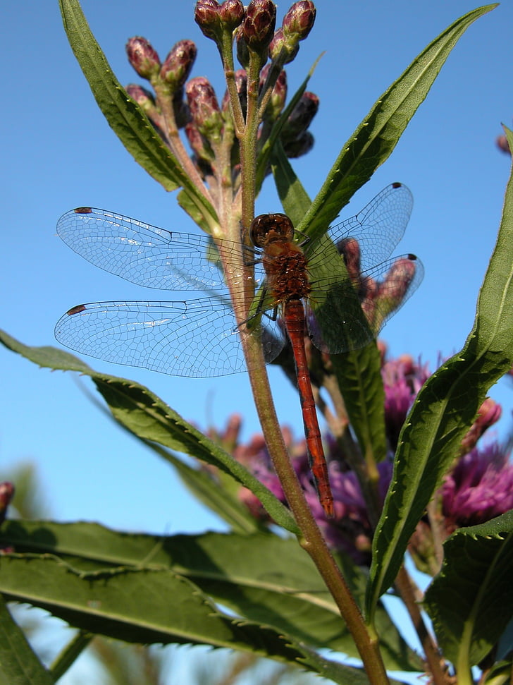 dragonfly, swamp milkweed, red milkweed