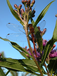 Dragonfly, Swamp milkweed, rød milkweed