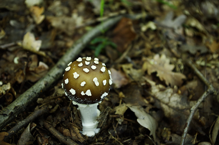 panter cap, houby, agaric, Les, Příroda