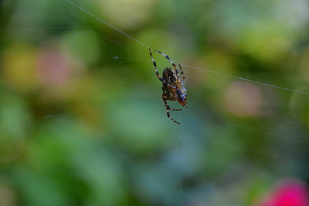 spider, canvas, insect, wire, nature, fauna, bug
