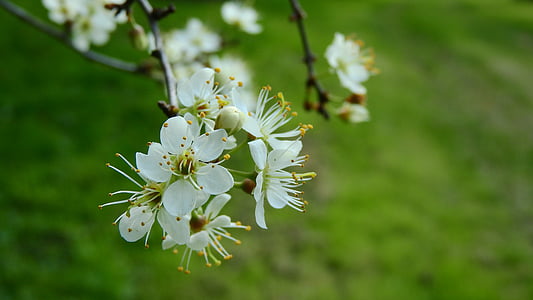 Prunus spinosa, Blackthorn, Frühlingsblumen, weiße Blüten, blühender Strauch, Frühlings-Aspekt, Zeichen des Frühlings