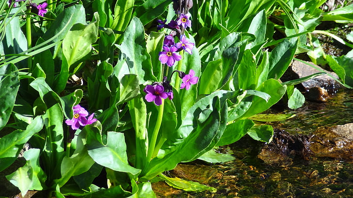 Purpurowy, Wildflower, w górach skalistych, Parry w primrose