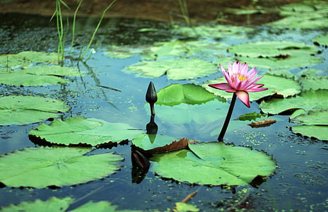 gwangokji, Lotus, cvetje, hongryeon, rastline, čistost, čistost