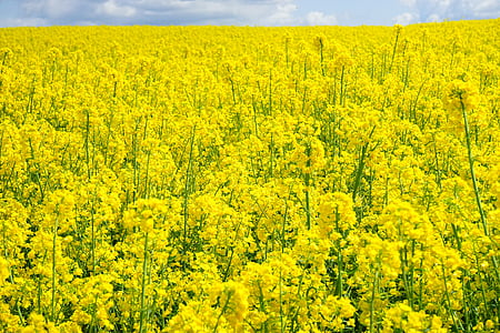 поле зернових, небо, хмари, blütenmeer, жовтий, квіти, завод