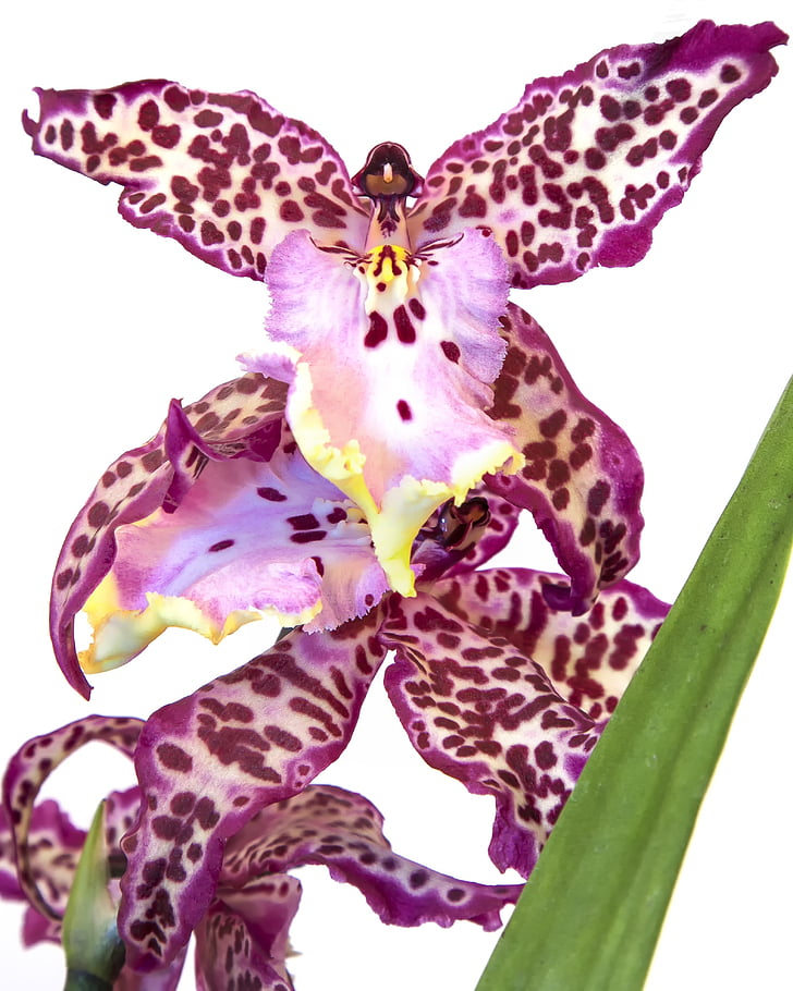 Cambria, orchidėja, violetinė, gėlė, žiedų, žydėti, spalva