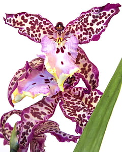 Cambria, orchidėja, violetinė, gėlė, žiedų, žydėti, spalva