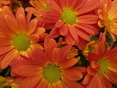 daisies, flowers, orange