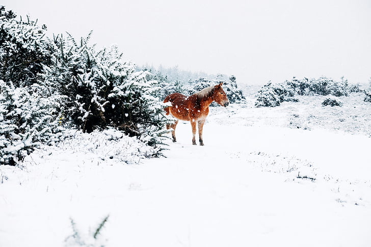 ponija, živali, zunaj, sneg, pozimi, hladno, dreves