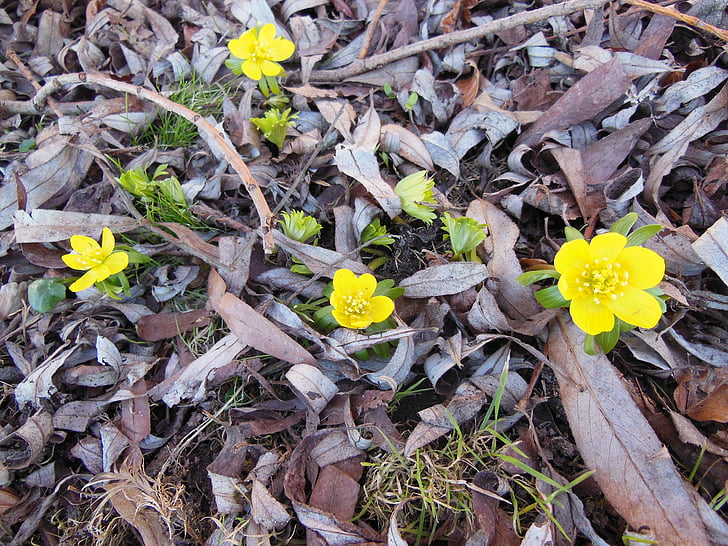 Herald av våren, blommor, Eranthis, gul, grön, bakgrund, naturen