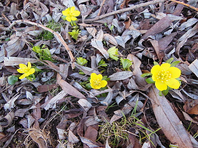 Herold des Frühlings, Blumen, Eranthis, gelb, Grün, Hintergrund, Natur