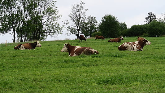 крави, природата, село, Podhale