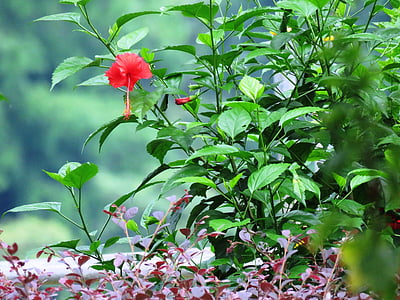히 비 스커 스로 사-sinensis, 허브, 꽃, 공장, 잎, 정원