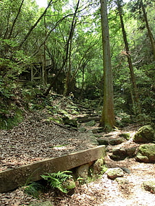schody, ścieżka, lasu, Natura, Woods, drzewa, Szlak
