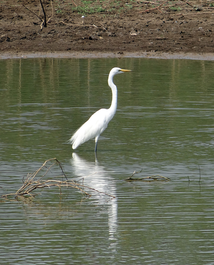 Great egret, Ardea alba, Egret, con chim, cẳng, lội nước, động vật