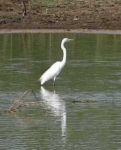 great egret, ardea alba, egret, bird, wader, wading, fauna