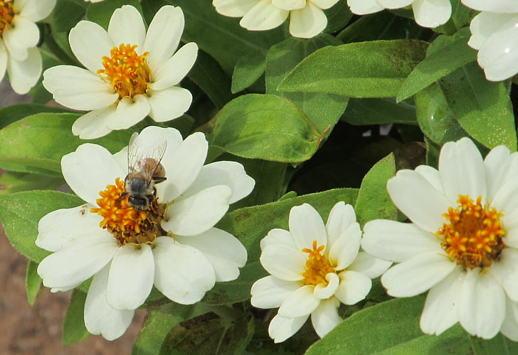 Bee, hvid blomst, kronblade, pollen, hvid, blomst, natur