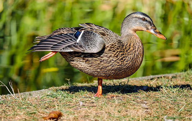 duck, bird, water bird, animal, to stretch yourself, pond edge, mallard